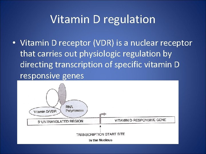 Vitamin D regulation • Vitamin D receptor (VDR) is a nuclear receptor that carries