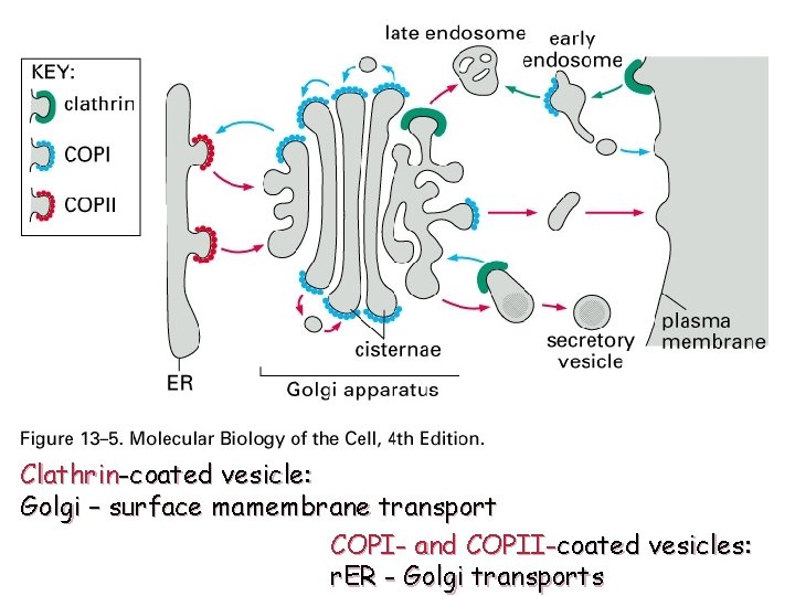 Clathrin-coated vesicle: Golgi – surface mamembrane transport COPI- and COPII-coated vesicles: r. ER -