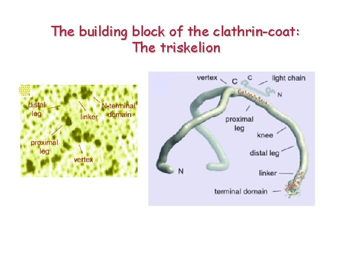 The building block of the clathrin-coat: The triskelion 
