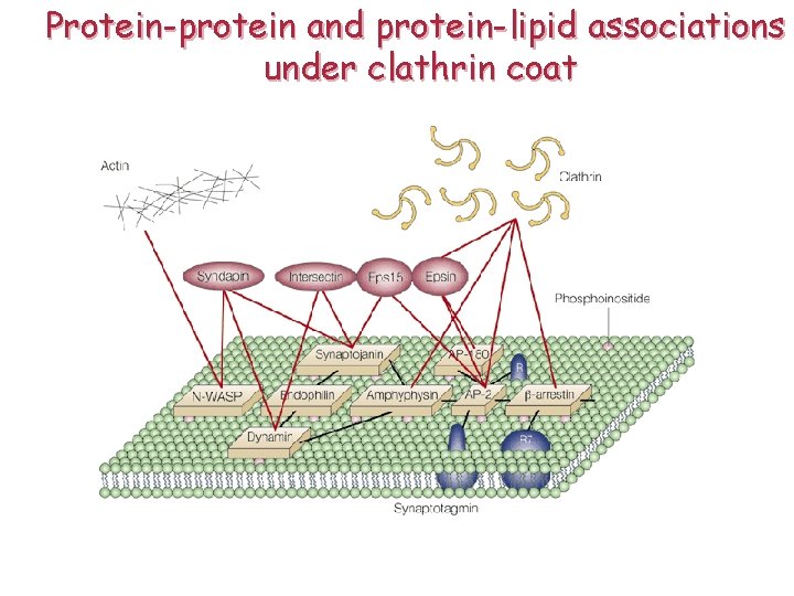Protein-protein and protein-lipid associations under clathrin coat 