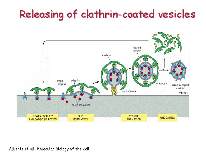 Releasing of clathrin-coated vesicles Alberts et all. Molecular Biology of the cell 