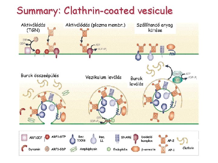 Summary: Clathrin-coated vesicule 