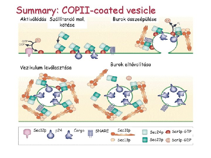 Summary: COPII-coated vesicle 