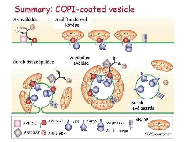 Summary: COPI-coated vesicle 