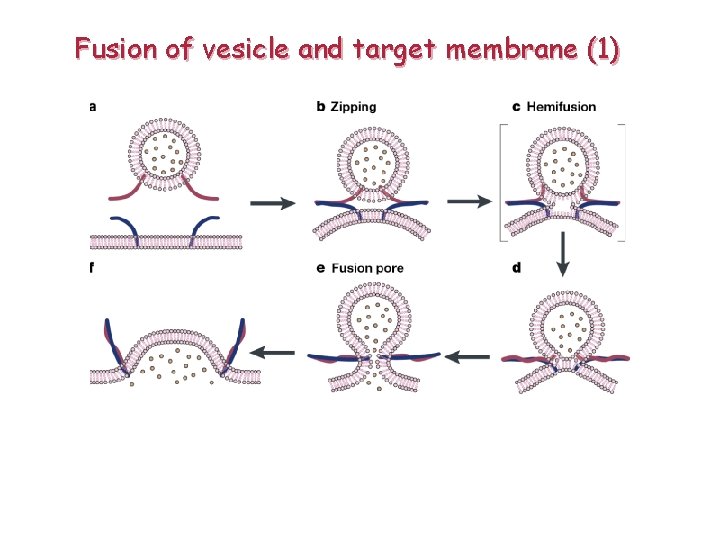 Fusion of vesicle and target membrane (1) 