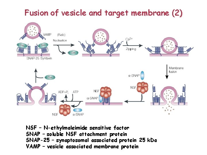 Fusion of vesicle and target membrane (2) NSF – N-ethylmaleimide sensitive factor SNAP –
