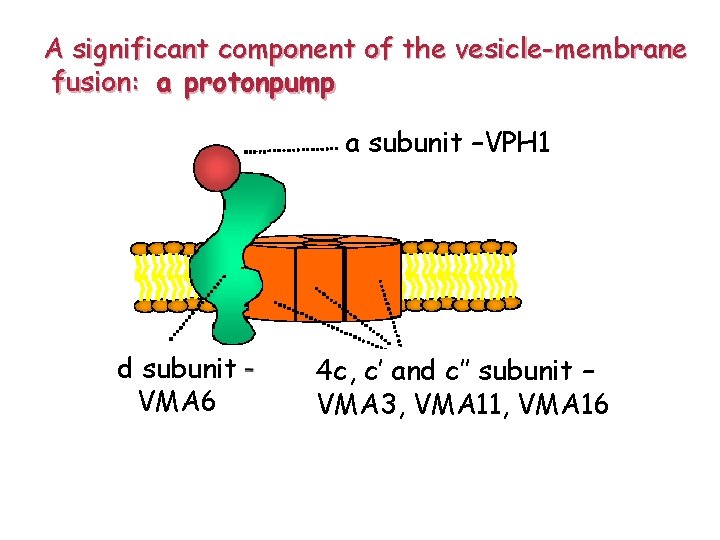 A significant component of the vesicle-membrane fusion: a protonpump a subunit –VPH 1 d