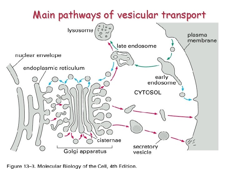 Main pathways of vesicular transport 