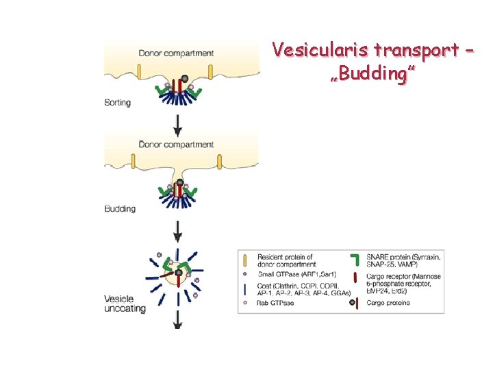 Vesicularis transport – „Budding” 