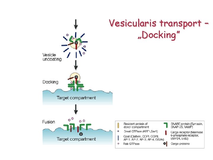 Vesicularis transport – „Docking” 