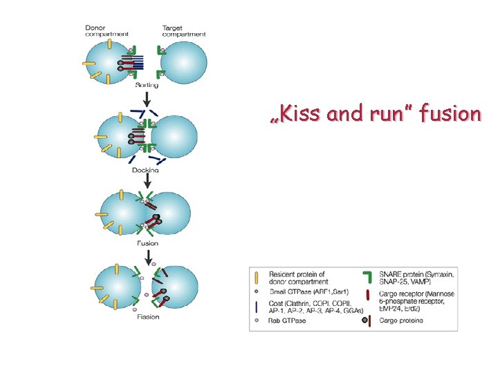 „Kiss and run” fusion 