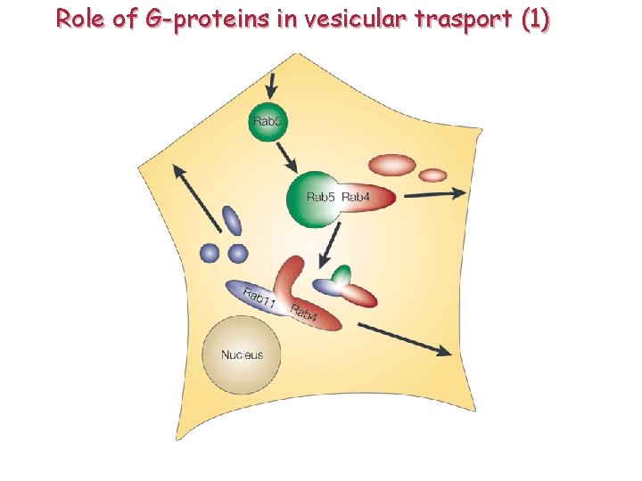Role of G-proteins in vesicular trasport (1) 