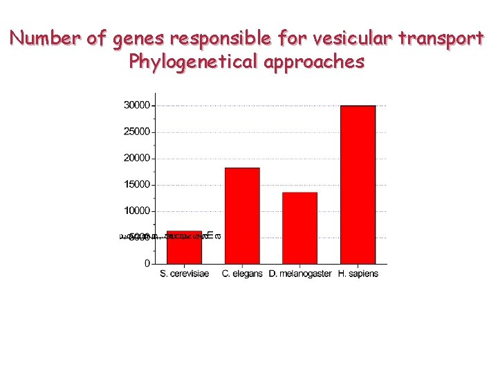 Number of genes responsible for vesicular transport Phylogenetical approaches 