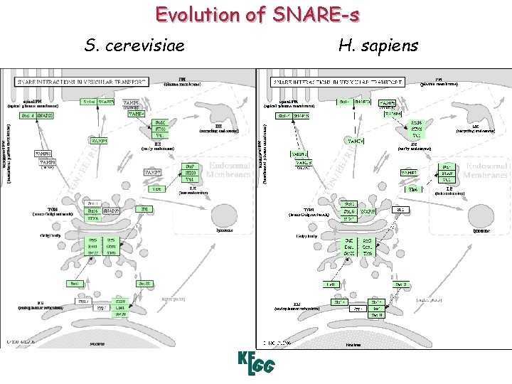 Evolution of SNARE-s S. cerevisiae H. sapiens 