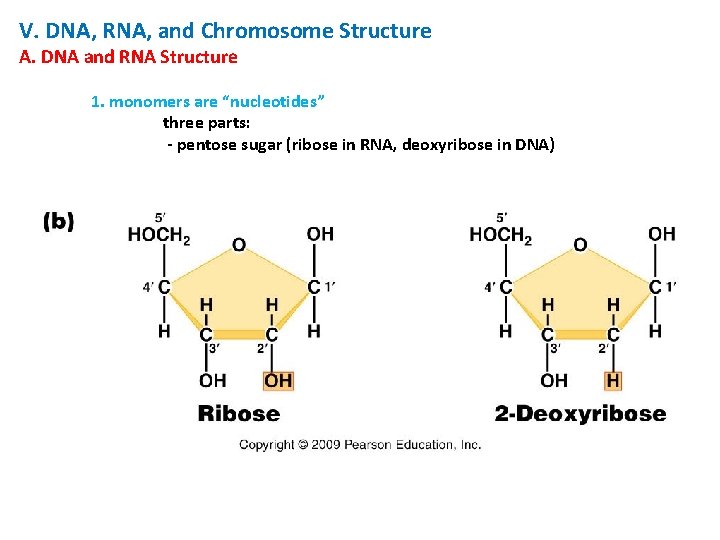 V. DNA, RNA, and Chromosome Structure A. DNA and RNA Structure 1. monomers are