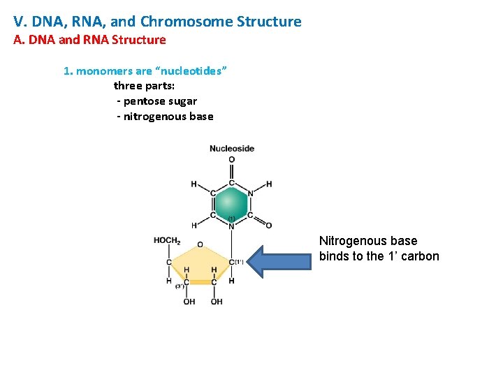 V. DNA, RNA, and Chromosome Structure A. DNA and RNA Structure 1. monomers are