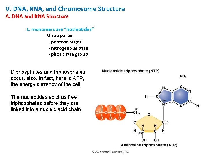 V. DNA, RNA, and Chromosome Structure A. DNA and RNA Structure 1. monomers are