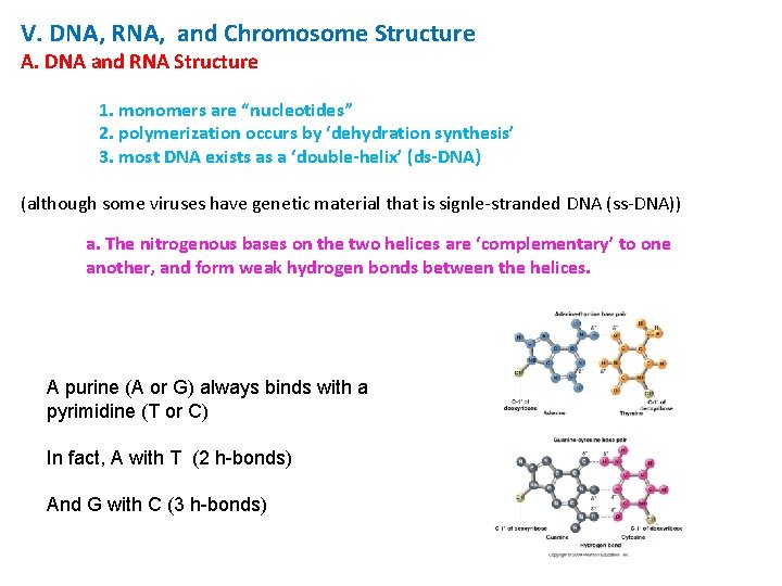 V. DNA, RNA, and Chromosome Structure A. DNA and RNA Structure 1. monomers are