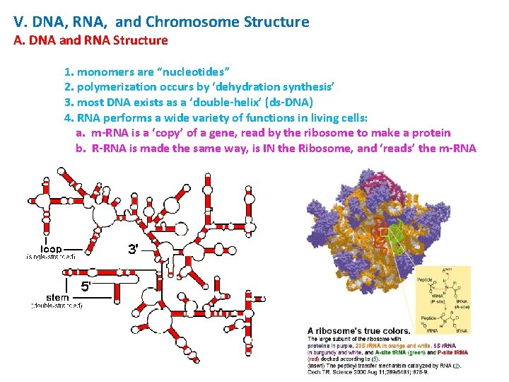 V. DNA, RNA, and Chromosome Structure A. DNA and RNA Structure 1. monomers are