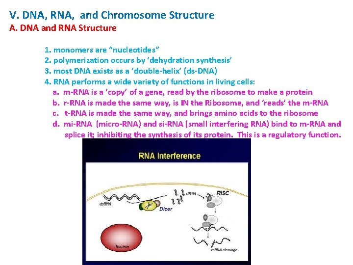 V. DNA, RNA, and Chromosome Structure A. DNA and RNA Structure 1. monomers are