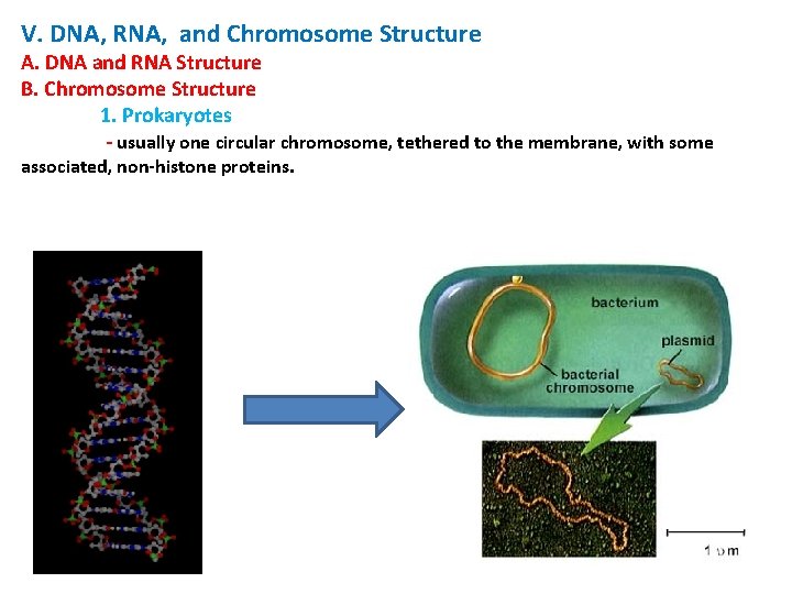 V. DNA, RNA, and Chromosome Structure A. DNA and RNA Structure B. Chromosome Structure