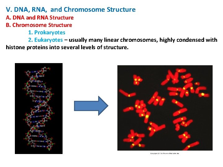 V. DNA, RNA, and Chromosome Structure A. DNA and RNA Structure B. Chromosome Structure