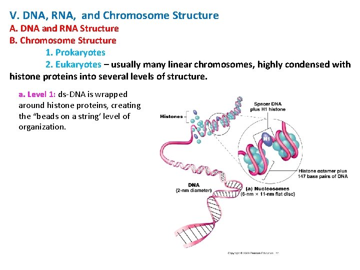 V. DNA, RNA, and Chromosome Structure A. DNA and RNA Structure B. Chromosome Structure