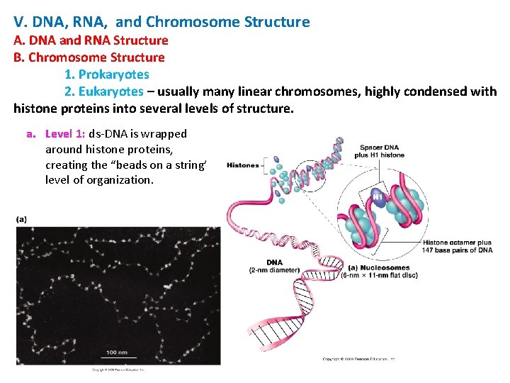 V. DNA, RNA, and Chromosome Structure A. DNA and RNA Structure B. Chromosome Structure