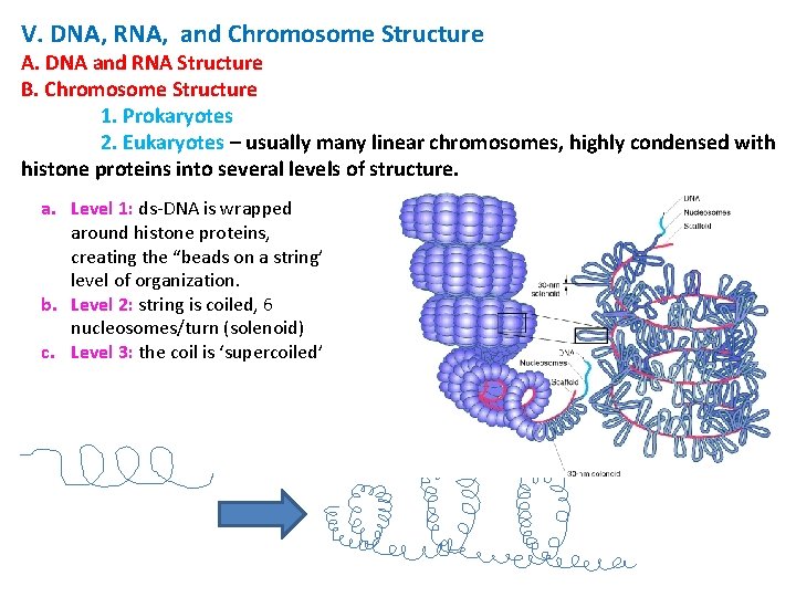 V. DNA, RNA, and Chromosome Structure A. DNA and RNA Structure B. Chromosome Structure