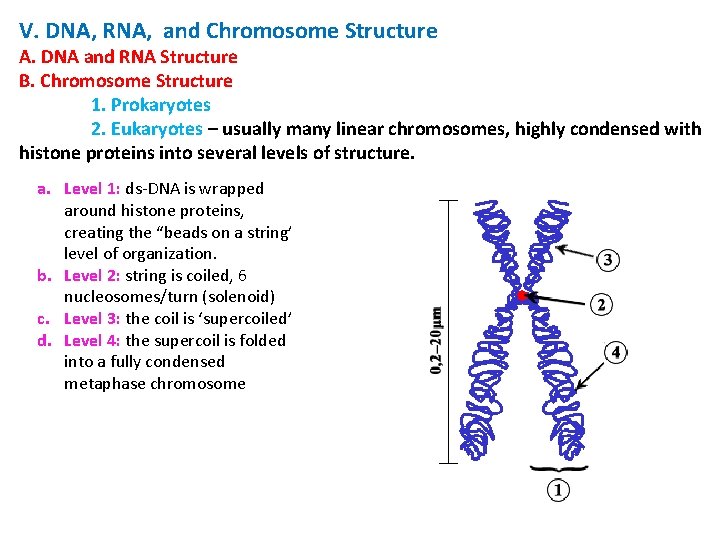 V. DNA, RNA, and Chromosome Structure A. DNA and RNA Structure B. Chromosome Structure