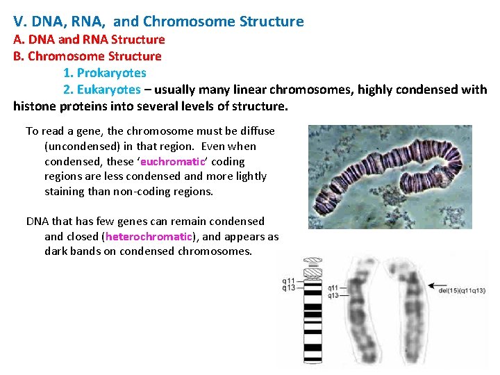 V. DNA, RNA, and Chromosome Structure A. DNA and RNA Structure B. Chromosome Structure