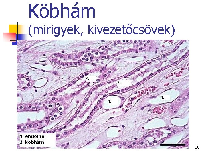 Köbhám (mirigyek, kivezetőcsövek) 20 Köbhám (mirigyek, kivezetőcsövek) 20
