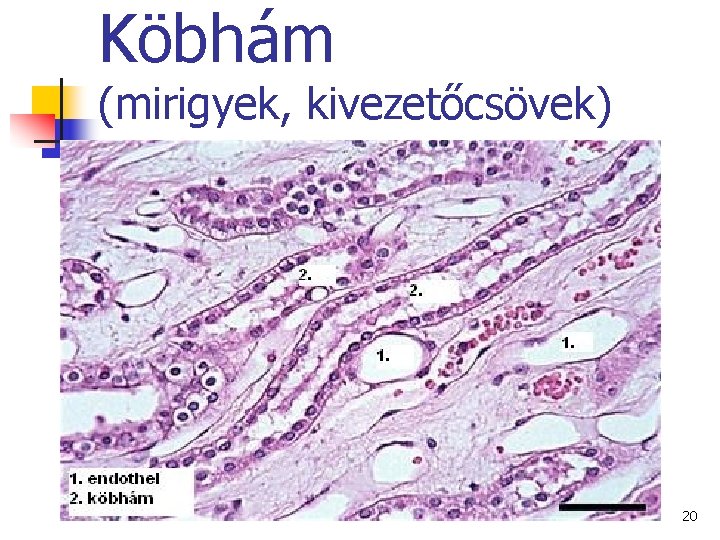 Köbhám (mirigyek, kivezetőcsövek) 20 