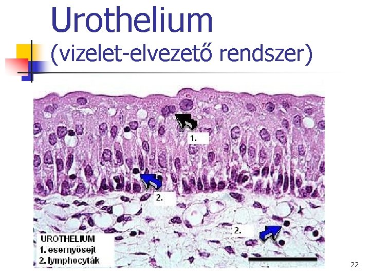 Urothelium (vizelet-elvezető rendszer) 22 Urothelium (vizelet-elvezető rendszer) 22