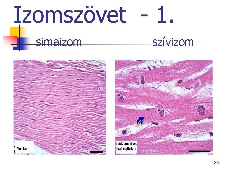 Izomszövet - 1. simaizom szívizom 26 Izomszövet - 1. simaizom szívizom 26