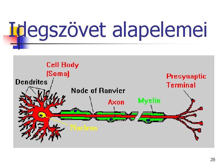 Idegszövet alapelemei 28 