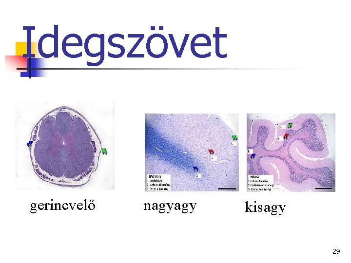 Idegszövet gerincvelő nagyagy kisagy 29 