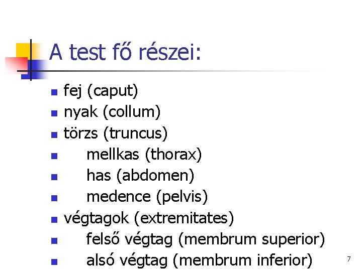 A test fő részei: n n n n n fej (caput) nyak (collum) törzs