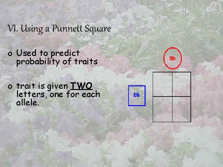VI. Using a Punnett Square o Used to predict probability of traits o trait