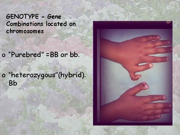 GENOTYPE = Gene Combinations located on chromosomes o “Purebred” =BB or bb. o “heterozygous”(hybrid).