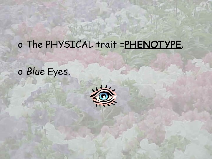 o The PHYSICAL trait =PHENOTYPE o Blue Eyes. 