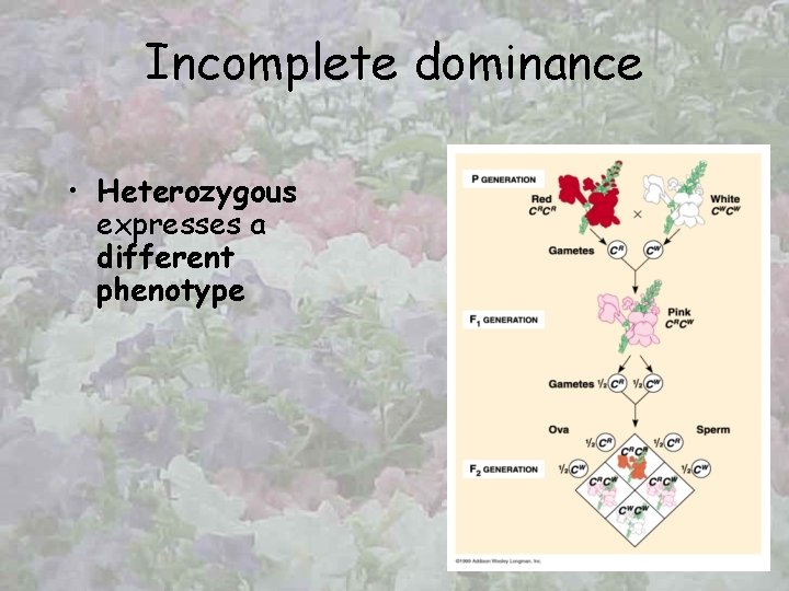 Incomplete dominance • Heterozygous expresses a different phenotype 