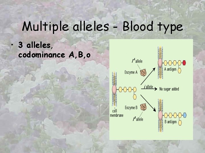 Multiple alleles - Blood type • 3 alleles, codominance A, B, o 