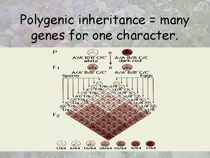 Polygenic inheritance = many genes for one character. 