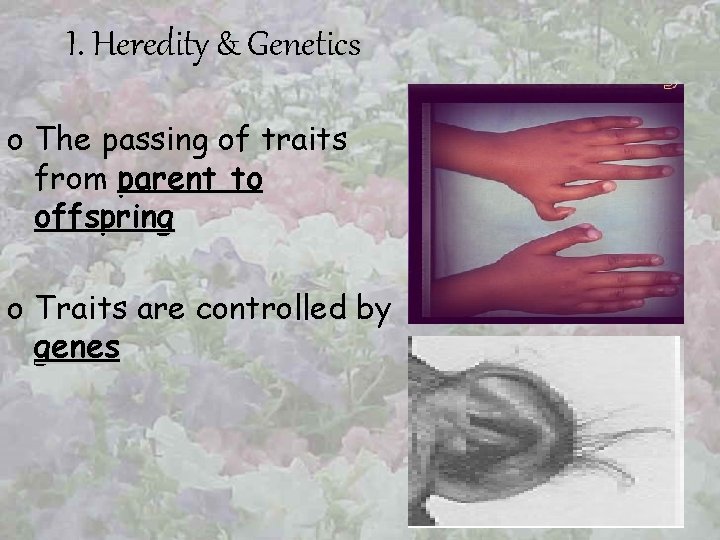 I. Heredity & Genetics o The passing of traits from parent to offspring o