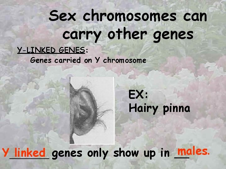 Sex chromosomes can carry other genes Y-LINKED GENES: Genes carried on Y chromosome EX: