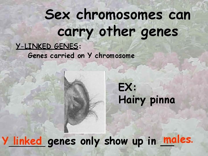 Sex chromosomes can carry other genes Y-LINKED GENES: Genes carried on Y chromosome EX: