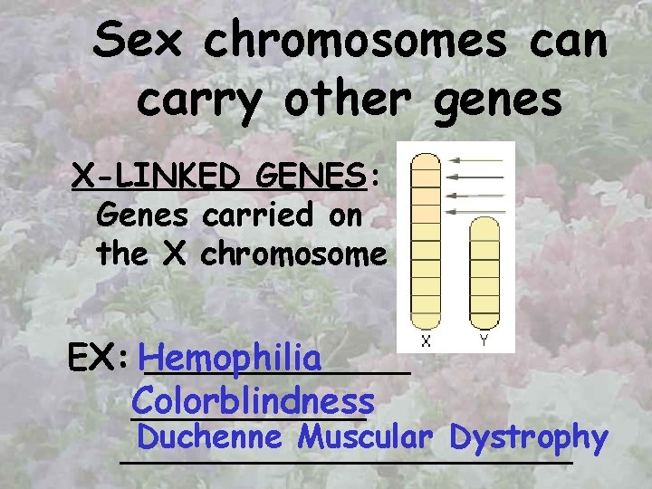 Sex chromosomes can carry other genes X-LINKED GENES: Genes carried on the X chromosome