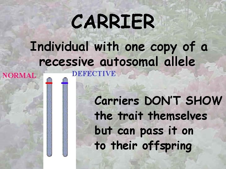 CARRIER Individual with one copy of a recessive autosomal allele NORMAL DEFECTIVE Carriers DON’T