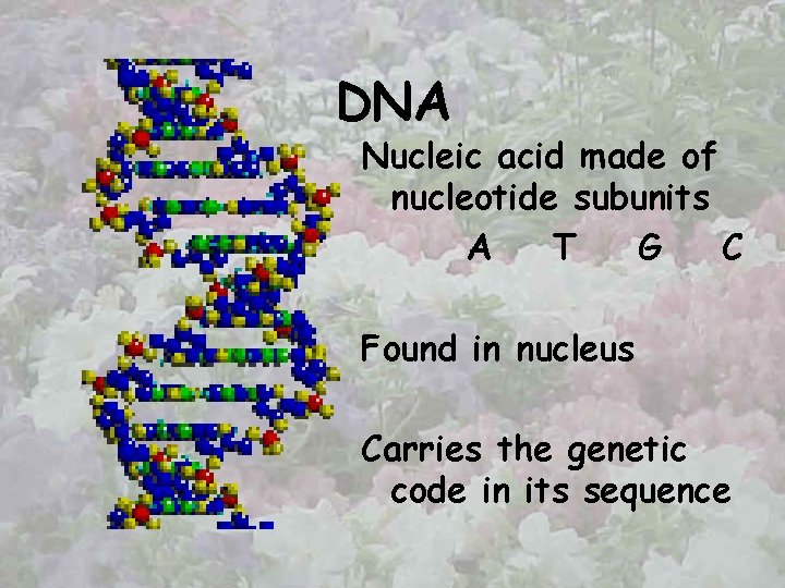 DNA Nucleic acid made of nucleotide subunits A T G C Found in nucleus